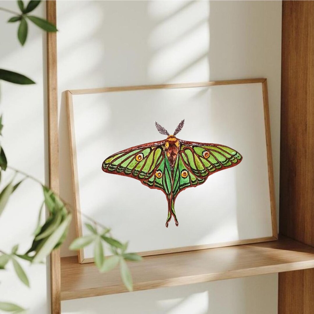 Luna Moth Watercolor Print: Fine Art Illustration - Etsy