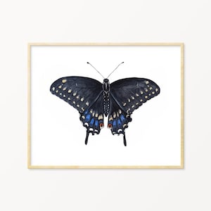 May include: A framed watercolour print of a black swallowtail butterfly. The butterfly has dark wings with yellow spots and blue and red markings. The artwork is set against a white background.