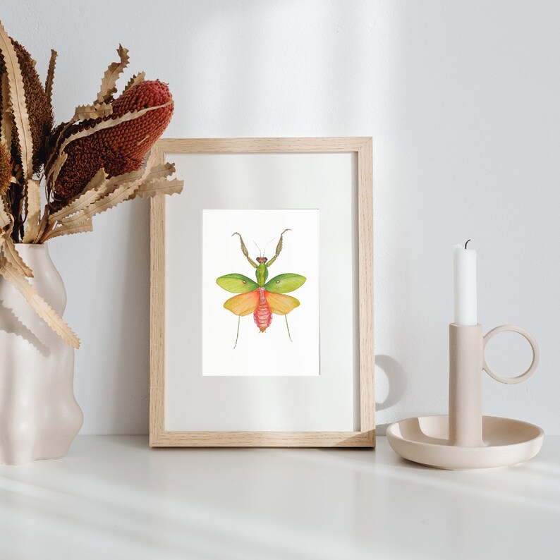 Praying Mantis Watercolor Illustration Print, Mantis Gift, Pinned