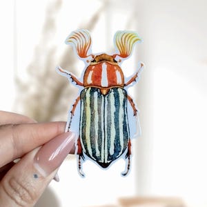 Pegatina impermeable con el escarabajo de junio, regalo de entomología