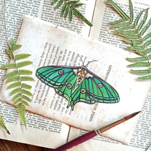 Spanische Luna-Motte-Gouache-Illustration, Mottenkunst, wissenschaftliche Insektenillustration, Entomologie-Geschenk, ORIGINALILLUSTRATION