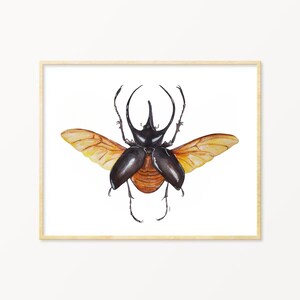 Atlas Beetle Watercolor Print: Vintage Entomology Illustration