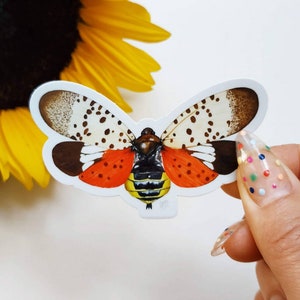 Lanternfly Vinyl Sticker: Insect Decal, Entomology Gift
