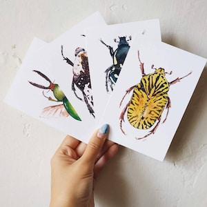 Käfer Postkarten Set - Insekten Kunstdrucke - Entomologie Geschenk - Von der Natur inspiriertes Briefpapier - Insektenliebhaber Postkarten - Wissenschaftliche Illustrationskarten