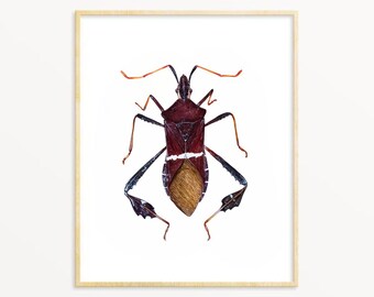 Leaf-Footed Bug Art Print: Entomology Watercolor Painting