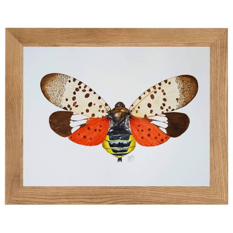 Insect Wall Art Print of a Spotted Lanternfly Entomology - Etsy