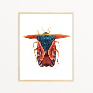 Käfer Art Print, Insekt Aquarell Malerei, Entomologie Geschenk, Insektenpräparation, Wissenschaftliche Insekt Illustration, Insekt Sammlung, Wandkunst