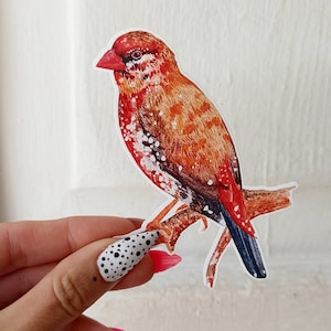 Etiqueta engomada del pájaro, pinzón de fresa, regalo de observador de aves, impermeable y resistente a los arañazos