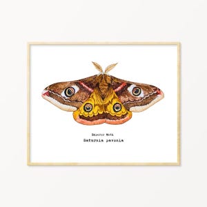 Keizer nachtvlinder Wall Art Print, inrichting kinderkamer, vastgezette nachtvlinder kunst, wetenschappelijke nachtvlinder illustratie, Witchy cadeau, entomologie cadeau
