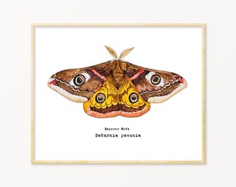 Emperor Moth Watercolor Art Print: Entomology Illustration
