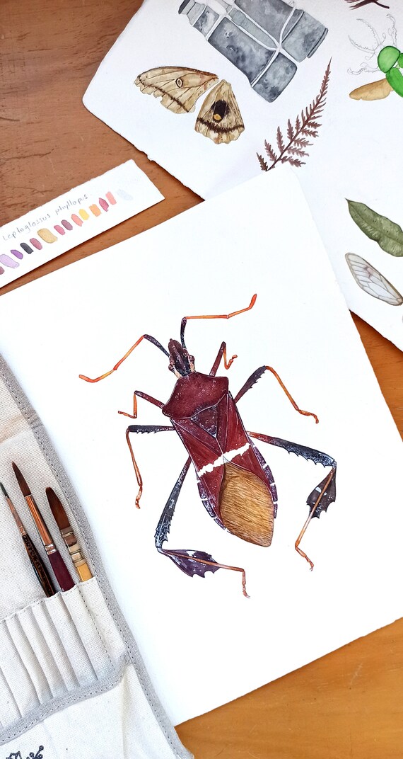 虫と葉の水彩画 葉足昆虫のアートプリント、昆虫学の水彩画 - Etsy 日本