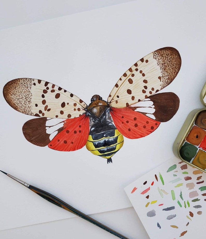 Insect Wall Art Print of a Spotted Lanternfly Entomology - Etsy