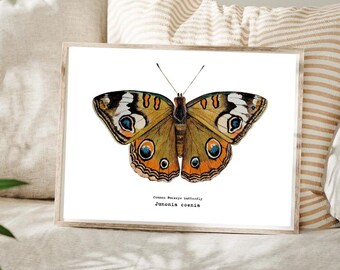 Butterfly Art Print, Watercolor Insect Illustration of Buckeye Butterfly