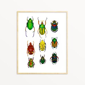 Beetle Watercolor Art Print: Entomology Study, Biology Gift