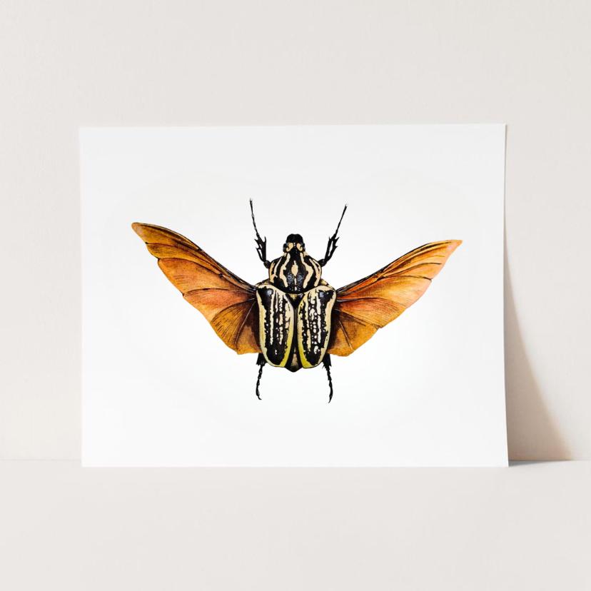 Insect Wall Art Print of Goliath Beetle Watercolor, Insect Gallery Wall ...