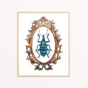 Framed Insect Display of Weevil Art Print, Insect Watercolor Illustration, Cabinet of curiosities, Vintage Insect Illustration, Weevil Art