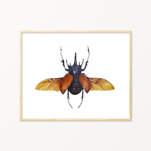 Rhino Beetle Watercolor Print, Pinned Insect Art, Entomology Gift, Insect Specimen Illustration, Scientific Illustration