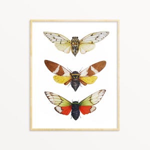Cicada Art Print, Insect Painting, Realistic Cicadas, Cicada Wall Art, Bug Painting, Witchy Wall Art, Cicada decor, Cicada Lover Gift