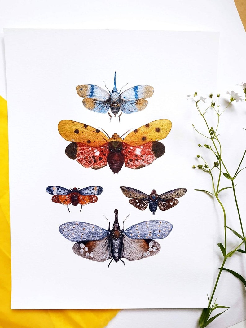 Insect Watercolor Illustration Print of Lantern Fly - Etsy