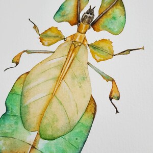 Leaf Insect Watercolor Illustration, Insect Taxidermy, Pinned Insect ...