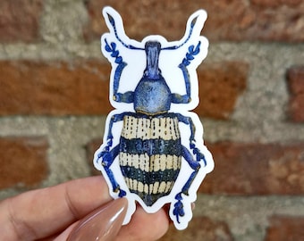 Weevil Vinyl Sticker, Insect Laptop Sticker, Beetle Sticker, Waterproof Vinyl Decal, Bug Lover Gift