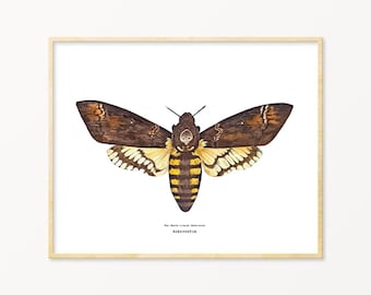Death Head Hawk moth, Acherontia Wall Art Print, Pinned Moth Art, Gothic Moth Illustration, Witchy Gift, Entomology Gift