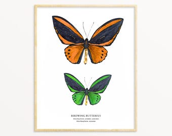 Smaragd Birdwing Schmetterling Aquarell Kunstdruck: Entomologie Geschenk