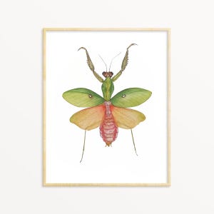 Gottesanbeterin Aquarell Illustration Druck, Gottesanbeterin Geschenk, Insekten Display Kunst, Entomologie Geschenk, Insekt Kunst Dekoration