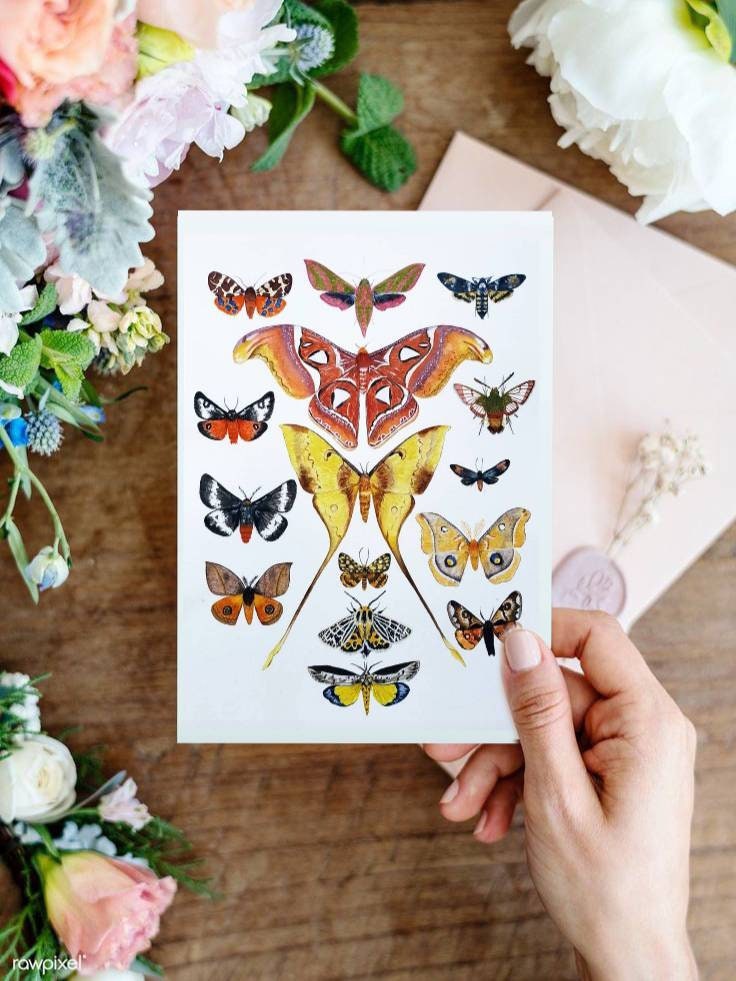 Moth Print, Colorful Insect Watercolor, Animal Chart, Moth Illustration ...