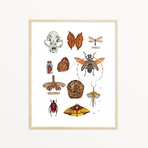 Insects Wall Art Print, Skull, Moth, Insect, Beetle, Turtle shell, Cabinet of Curiosities Collection