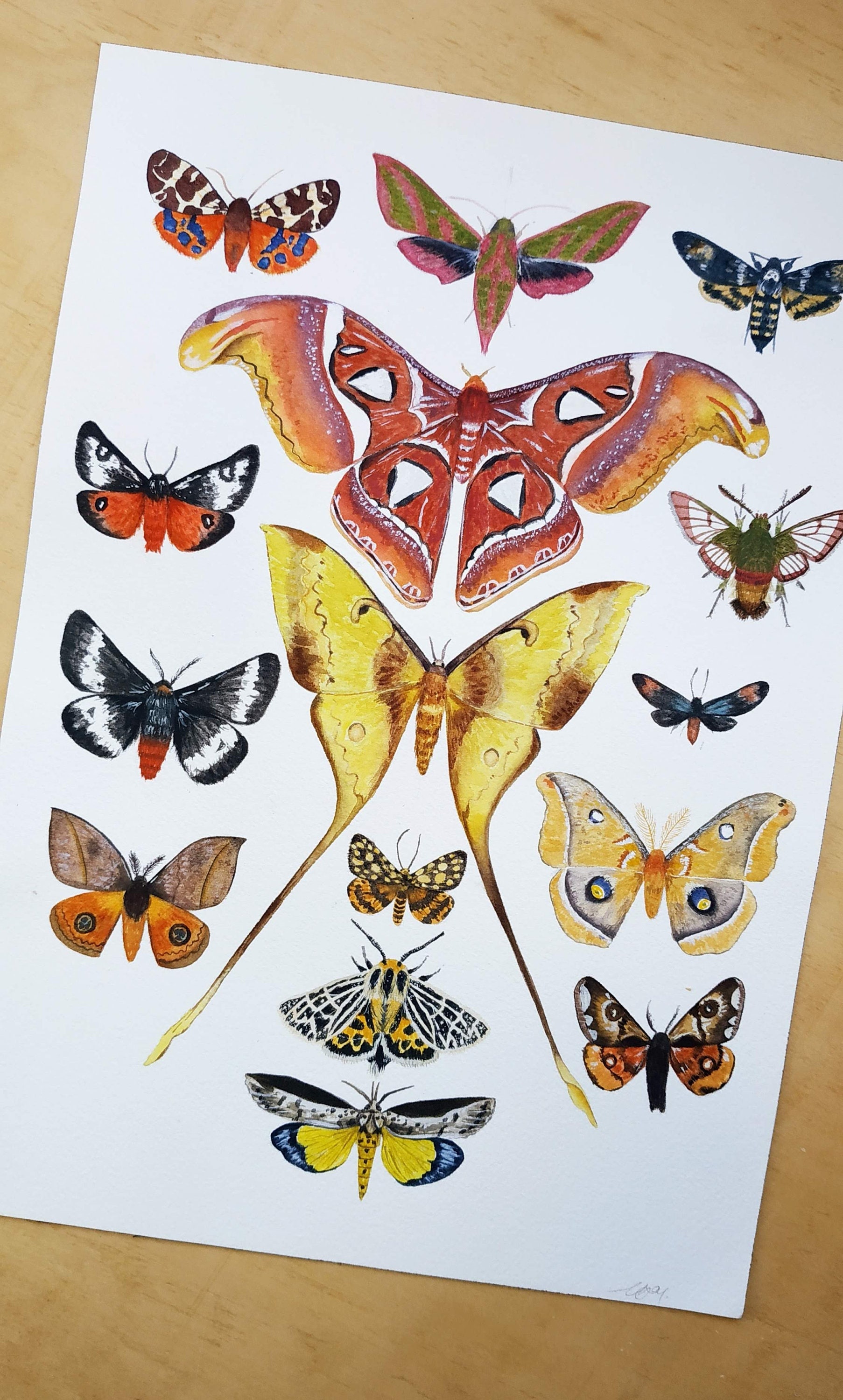 Moth Art Print Colorful, Watercolor Insect Illustration, Homeschool Art ...