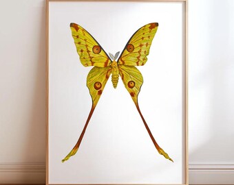 Gelbe Motte Kunstdruck, Komet Motte Aquarell Insekt Illustration, Vintage Stil Botanische Schmetterling Kunst LIMITIERTE AUFLAGE