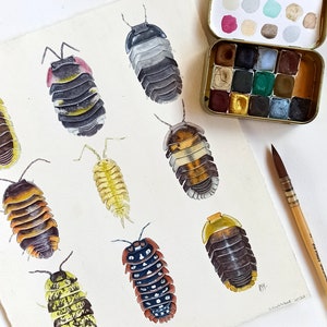Rolly Polly Study Watercolor Illustration, Isopods Wall Art - Etsy