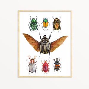 Kleurrijke kunst aan de muur insecten, neutrale kinderkamerinsecten illustratie print, kevers, entomologie afstudeercadeau