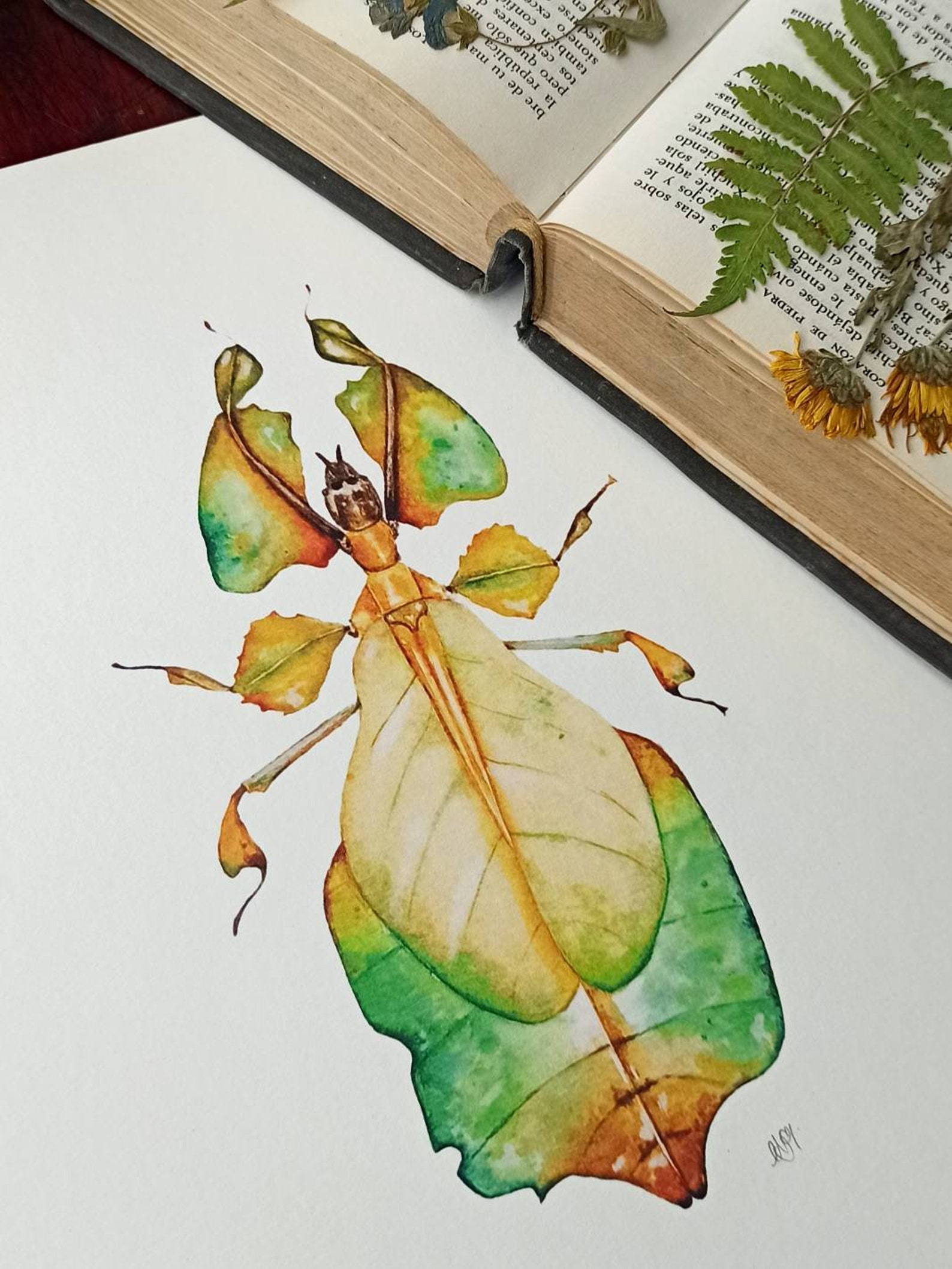 Leaf Insect Watercolor Illustration Insect Taxidermy Pinned - Etsy