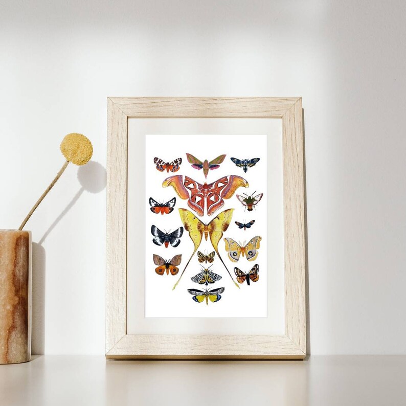 Moth Print, Colorful Insect Watercolor, Animal Chart, Moth Illustration ...