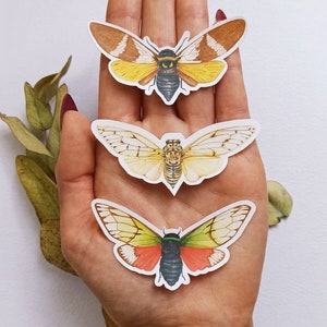 Pacchetto adesivi Cicala, Adesivi Cicala Chasers, Accessori per insetti, Resistente all'acqua e ai graffi, Regalo entomologico, Adesivo artistico per insetti