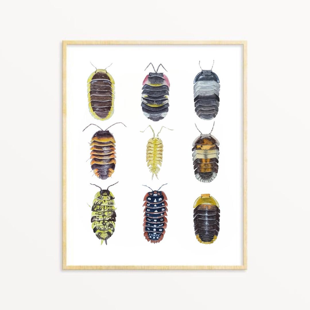 Rolly Polly Study Watercolor Illustration, Isopods Wall Art - Etsy