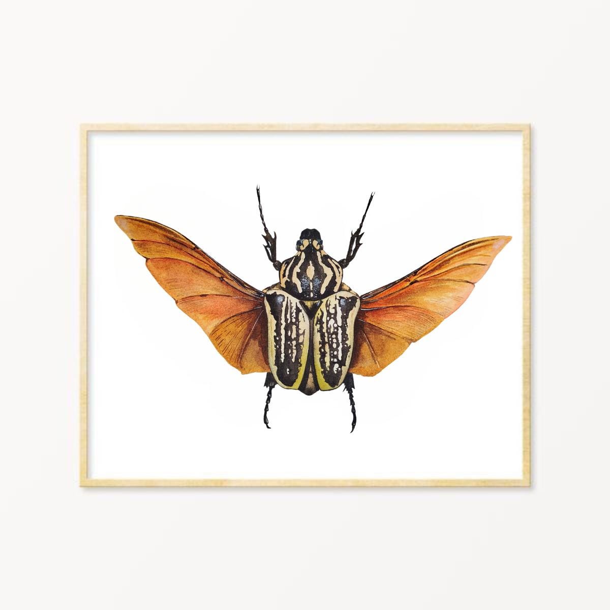 Insect Wall Art Print of Goliath Beetle Watercolor, Insect Gallery Wall ...
