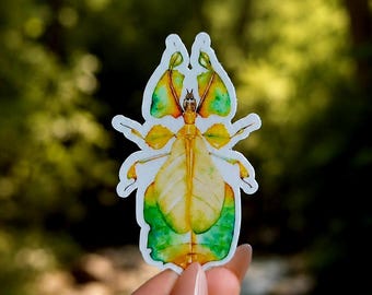 Insect Sticker of Leaf Insect, Waterproof Sticker, Walking Leaf Bug Decal, Entomology Gift