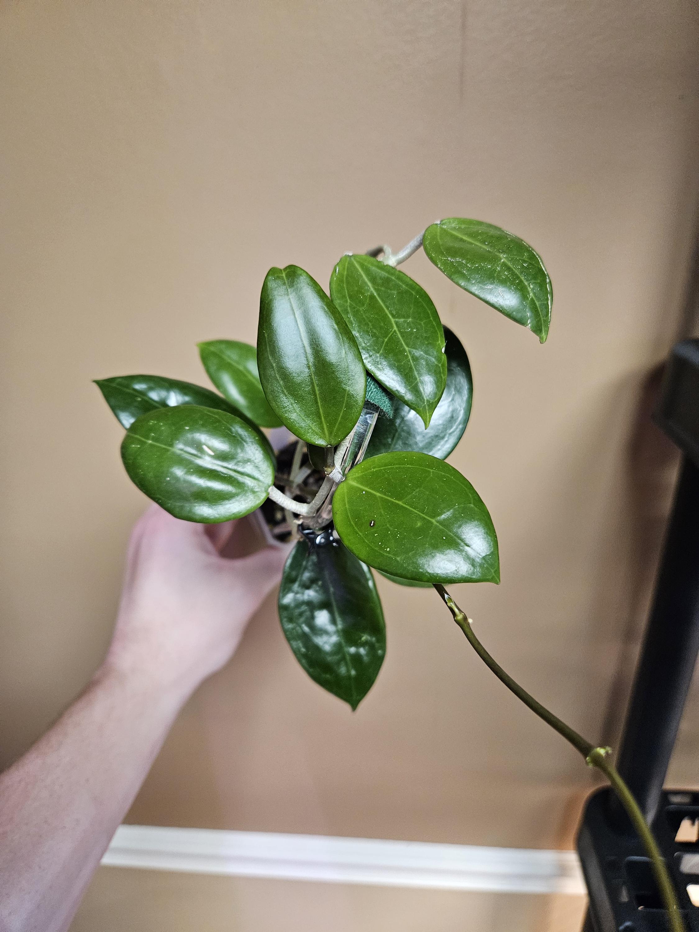 Hoya (AH094 BB) - Etsy