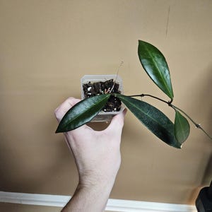 Hoya pulchra &#39;Magna&#39;