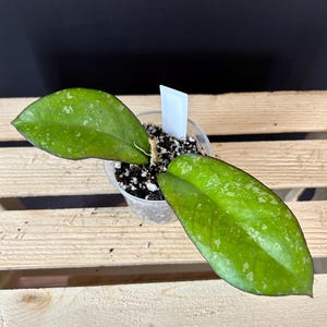 Hoya (AH) 'ceereen' - Etsy