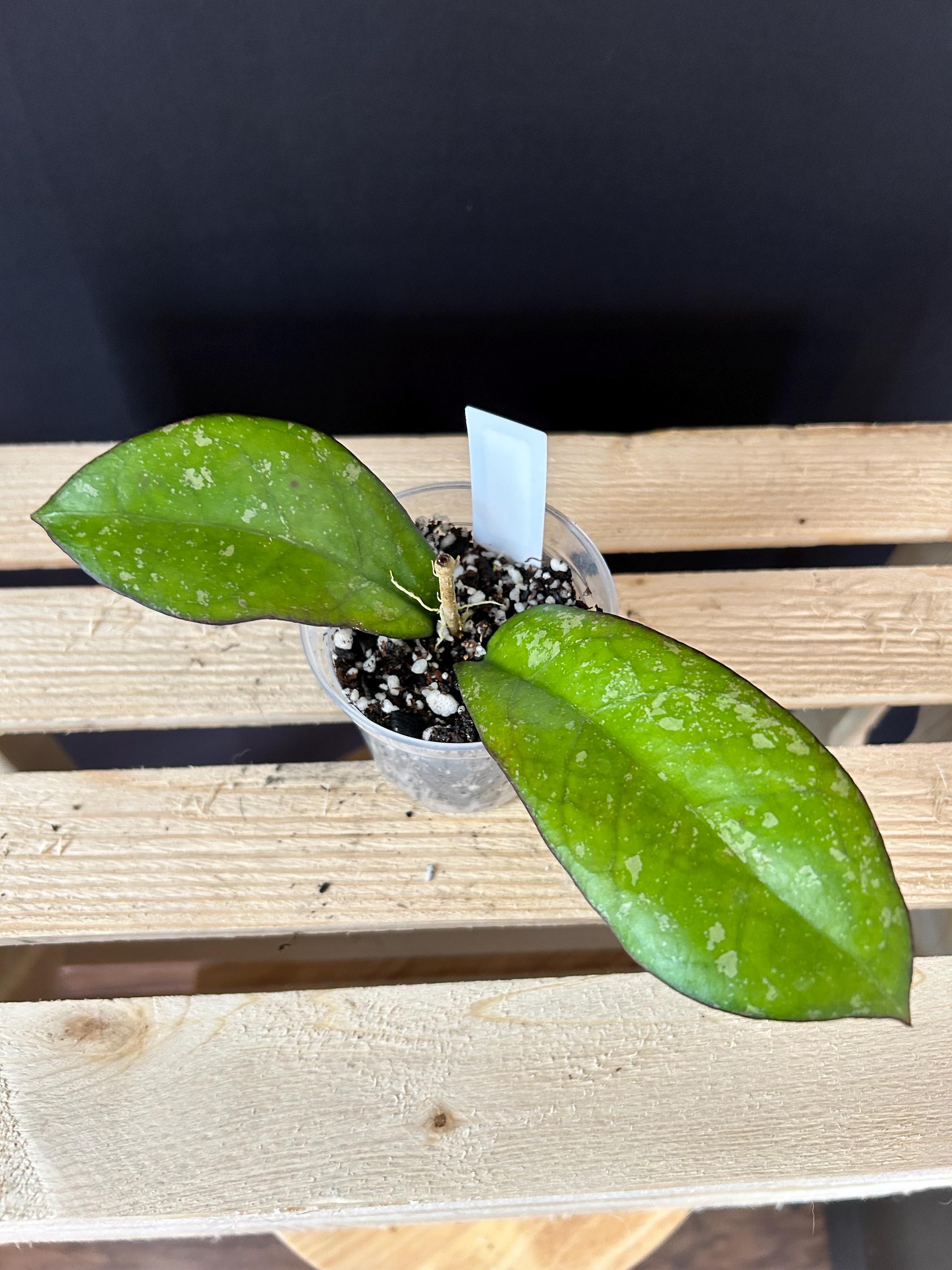 Hoya (AH) 'ceereen' - Etsy