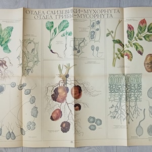 Poster ecologico sovietico vintage originale Morfologia vegetale della pace verde n. 8