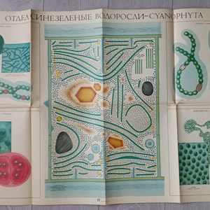 Original Vintage Cartel Ecológico Soviético Morfología de la Planta de Paz Verde #2