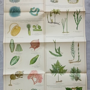 Original Vintage Cartel Ecológico Soviético Morfología de la Planta de Paz Verde #1