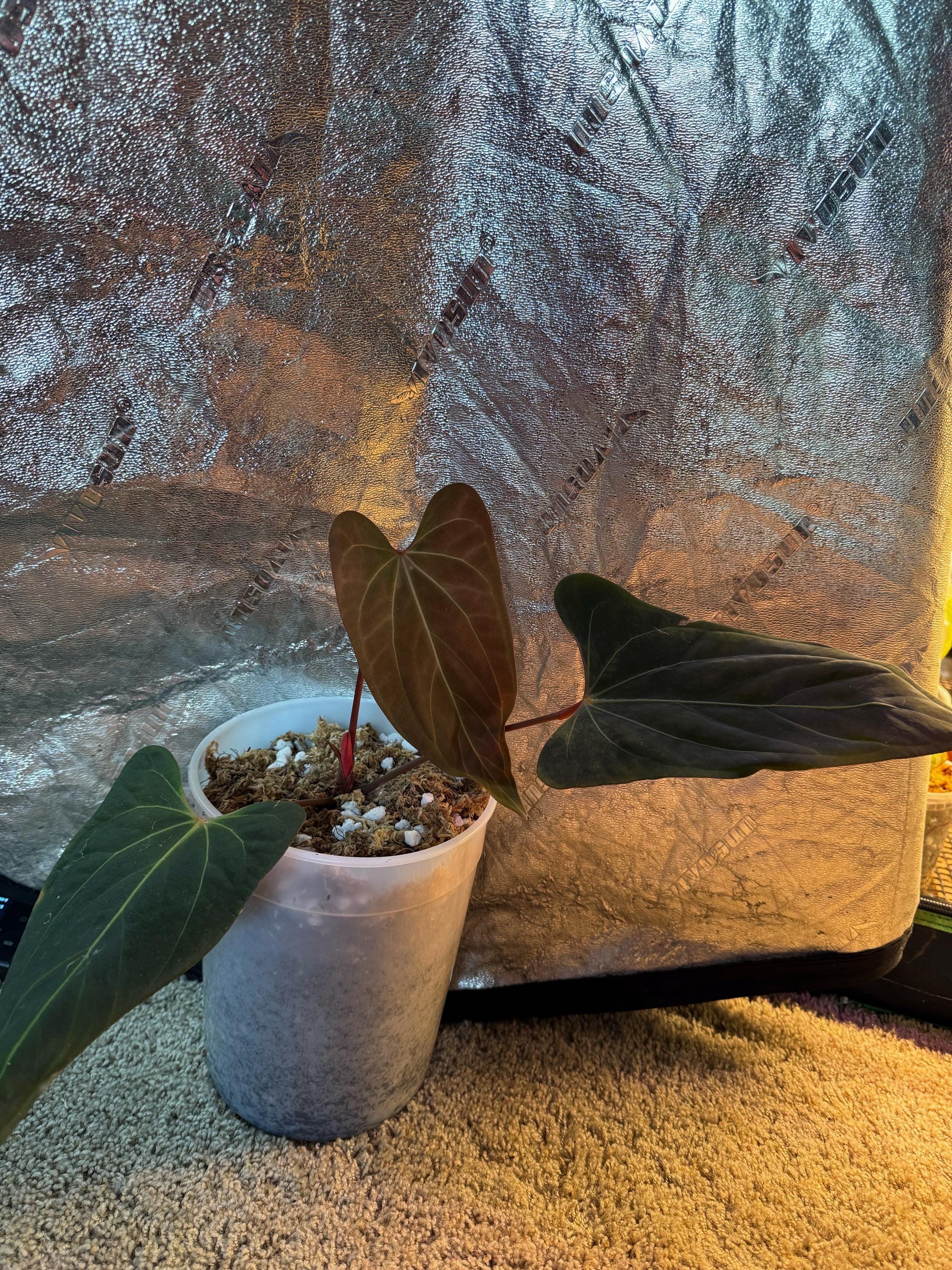 Anthurium Portillae Dorito - Etsy