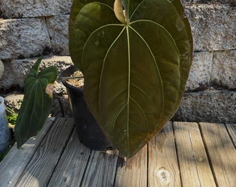 Dorito Portillae X Clone X 2-3 Leaf Seedling - Etsy