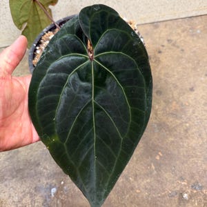 その他観葉植物 anthurium ace of spades tezula self Anthurium Ace of Spades, from Tezula. The newest leaf sustained